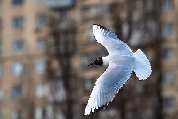 Racek překrýt pozadí budovatelské život stvol — Stock fotografie