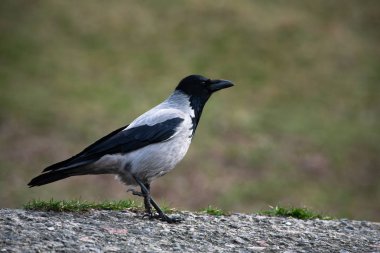 Gri karga kuş kapatın bahar zamanı