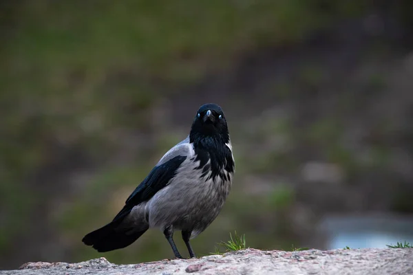 灰色のカラスの鳥春の時間を閉じる — ストック写真