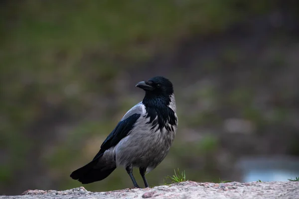 Grijze kraai vogel close-up lentetijd — Stockfoto