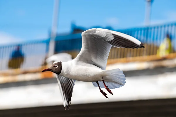 Gaviota mosca agua primavera naturaleza lago aves —  Fotos de Stock