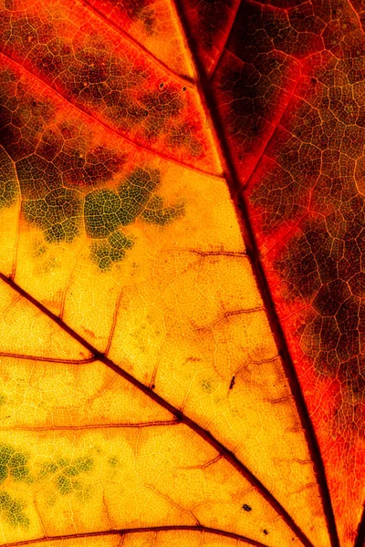 Color hoja de otoño verde rojo naranja amarillo macro — Foto de Stock