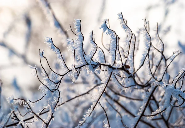 Frost větev barva zimní abstraktní povahy LED — Stock fotografie