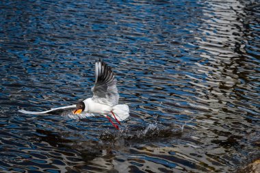 Martı gıda bahar doğa göl için fly