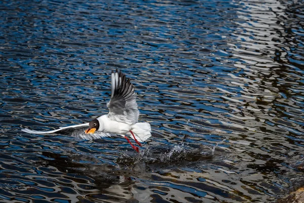 Mosca da gaivota para alimento primavera natureza lago — Fotografia de Stock