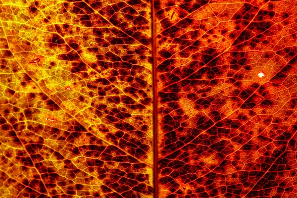 Цветной осенний лист зеленый красный оранжевый желтый макрос — стоковое фото