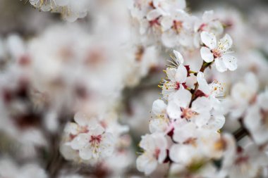 bahar doğa kayısı makro yakın çekim çiçek 