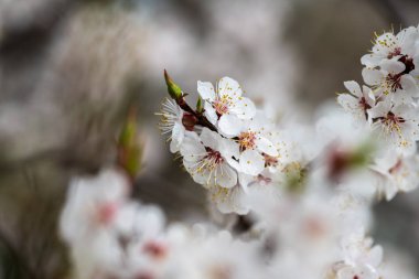 bahar doğa kayısı makro yakın çekim çiçek 