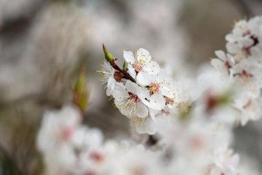 bahar doğa kayısı makro yakın çekim çiçek 