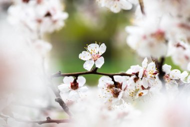 bahar doğa kayısı makro yakın çekim çiçek 