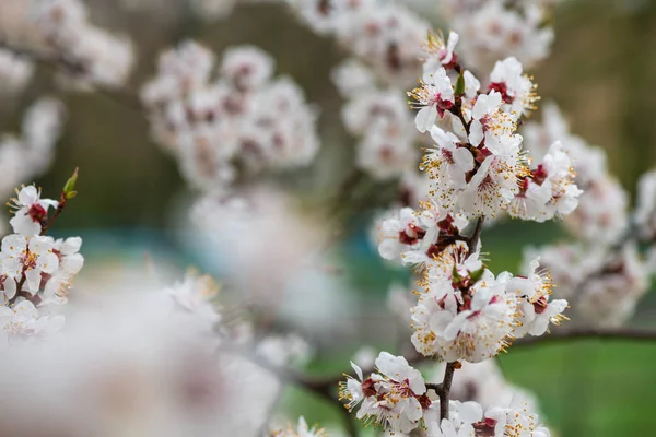 Apricot flower spring nature close up macro — Stock Photo, Image