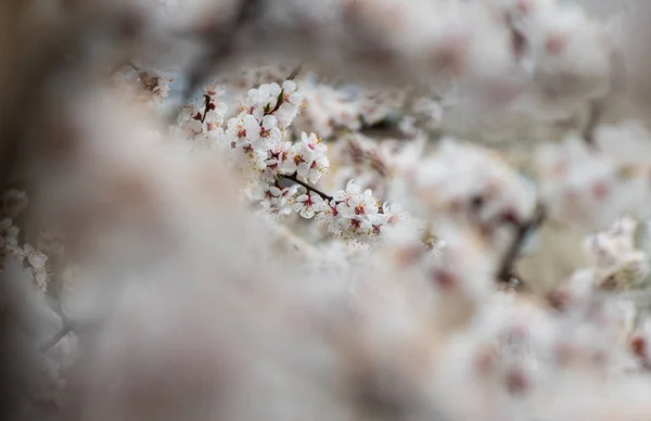 Aprikosenblüte Frühling Natur hautnah Makro — Stockfoto