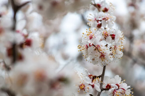Apricot flor primavera natureza fechar macro — Fotografia de Stock