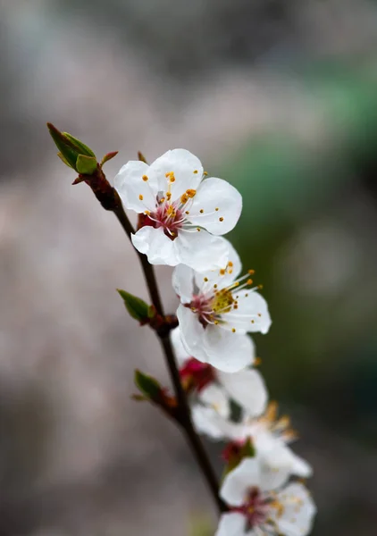 Aprikos blomma våren natur närbild makro — Stockfoto