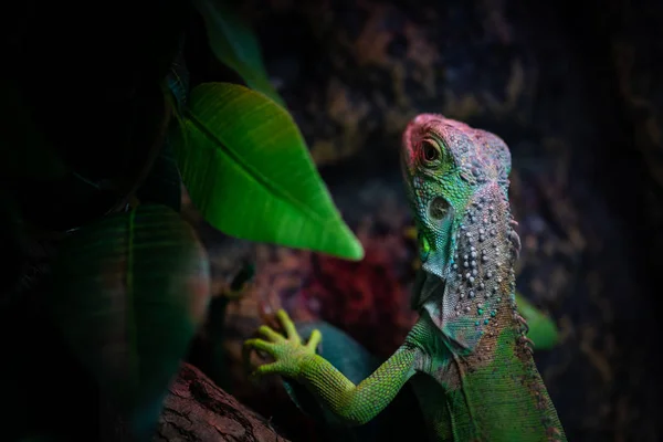 Ödla grön Iguana löv liv vilda natur hus djur — Stockfoto