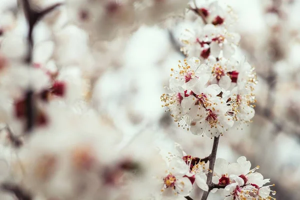 Apricot flower spring nature close up macro — Stock Photo, Image