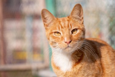 Kırmızı kedi paslı güneş gün oturan doğa evcil hayvan