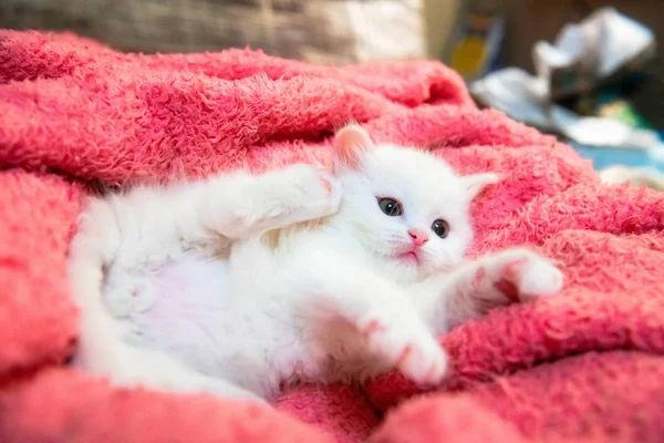 Pequeño gatito blanco mascotas animal casa hobby — Foto de Stock