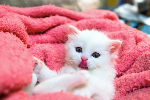 Kleine witte Kitty Huisdieren dierlijke thuis Hobby — Stockfoto