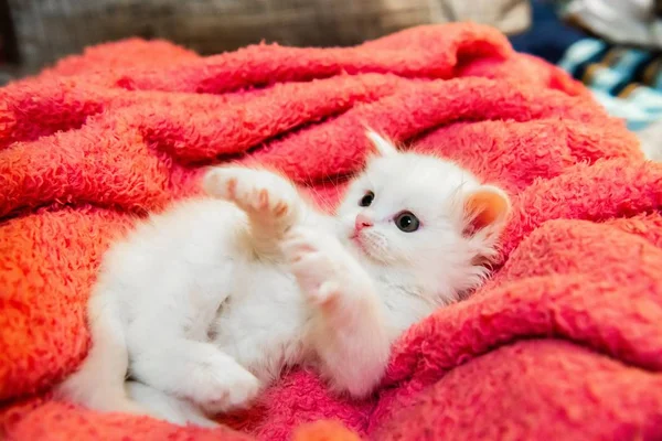 Kis fehér cica háziállat állat otthon hobbi — Stock Fotó