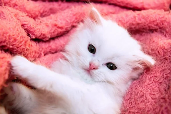 Kleine weiße Kätzchen Haustiere Tier zu Hause Hobby — Stockfoto
