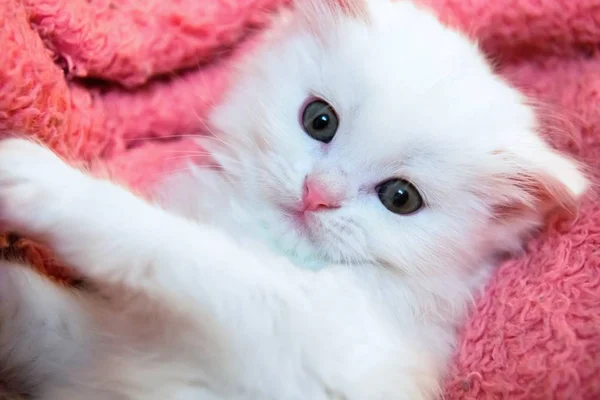 Little white kitty pets animal home hobby — Stock Photo, Image