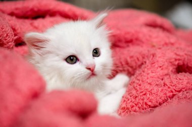 Nice küçük beyaz kedi yavrusu hayvan kedi ev hobi