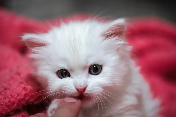Frumos mic pisoi alb animale de companie animal pisica acasă hobby — Fotografie, imagine de stoc