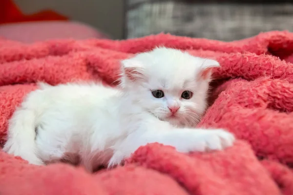 Szép kis fehér cica háziállat állati macska otthoni hobbi — Stock Fotó