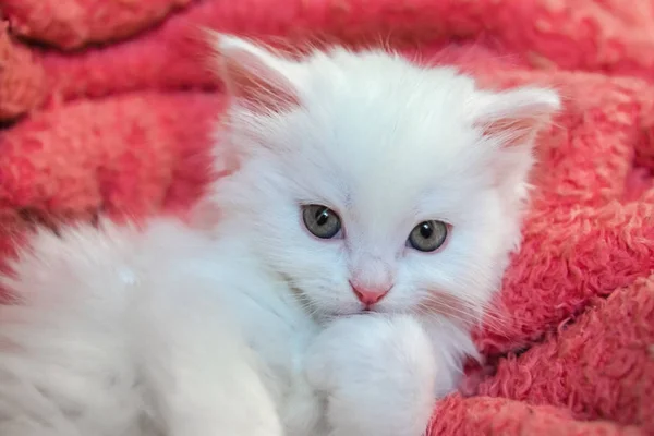 Leuke kleine witte Kitty Huisdieren dierlijke kat thuis Hobby — Stockfoto