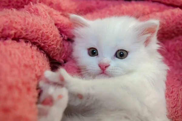 Nice pouco branco gatinho animais de estimação animal gato casa hobby — Fotografia de Stock