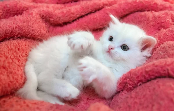 Schöne kleine weiße Kätzchen Haustiere Tier Katze zu Hause Hobby — Stockfoto