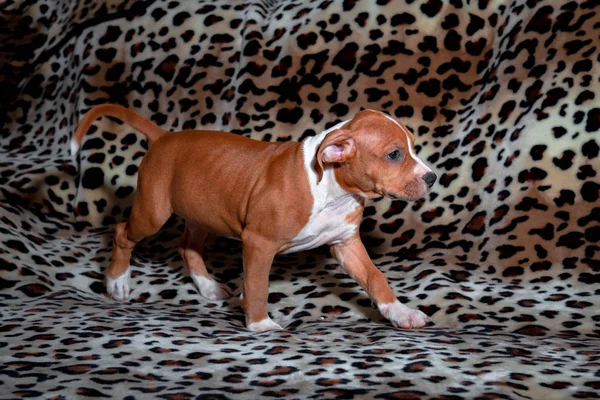 ニースアムスタッフ子犬ペット錆びた赤い動物ホームアメリカンスタフォードシャーテリア — ストック写真