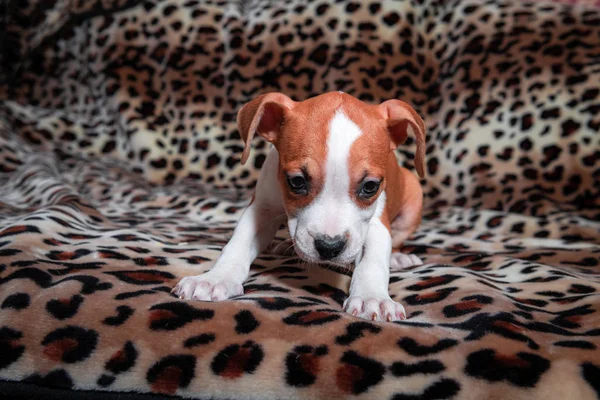 Ωραίο AmStaff κουτάβι σκυλάκι κατοικίδια σκουριασμένα κόκκινο ζώο σπίτι American — Φωτογραφία Αρχείου