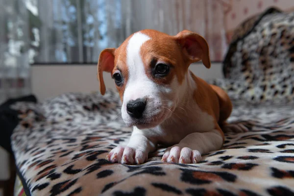 Niza amstaff cachorro perro mascotas oxidado rojo animal hogar americano staffordshire terrier — Foto de Stock