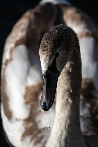 Paar Jonge Zwanen Herfst Lake Gouden Reflectie Natuur Vogels — Stockfoto