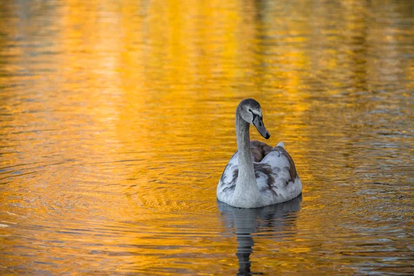 Paar junger Schwäne auf dem Herbstsee — Stockfoto