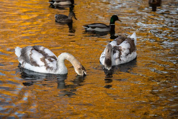 Casal Cisnes Jovens Outono Lago Ouro Reflexão Natureza Pássaros — Fotografia de Stock