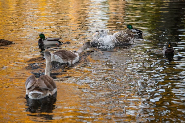 Sonbahar Gölü Altın Yansıma Doğa Kuşlar Üzerinde Genç Kuğu Çift — Stok fotoğraf