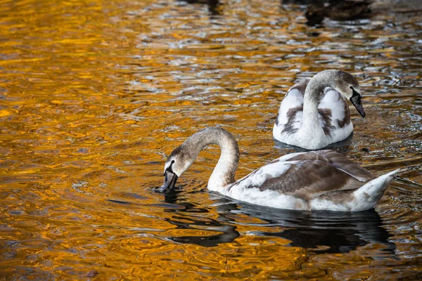 Couple Young Swans Autumn Lake Gold Reflection Nature Birds — Stock Photo, Image