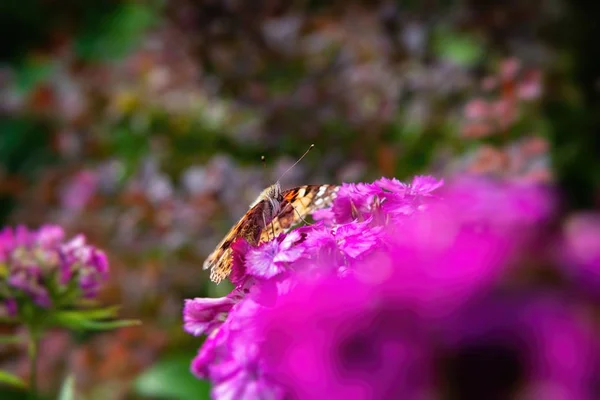 Vanessa cardui Schmetterling Farbe Blumen Makro Insekt — Stockfoto