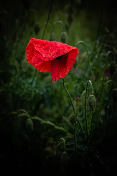 Güzel kırmızı Papaver çiçek renk yaz doğa makro yakın fotoğraf