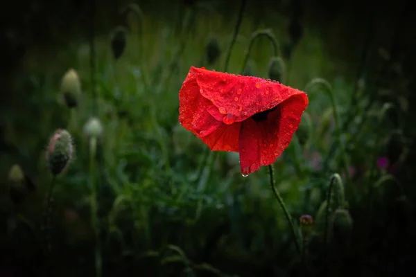 Güzel kırmızı Papaver çiçek renk yaz doğa makro yakın fotoğraf