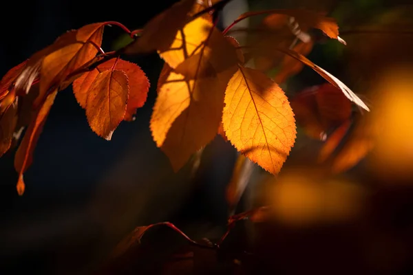 Nice Yellow Orange Red Leaves Nature Background Abstract Macro Close — Stock Photo, Image