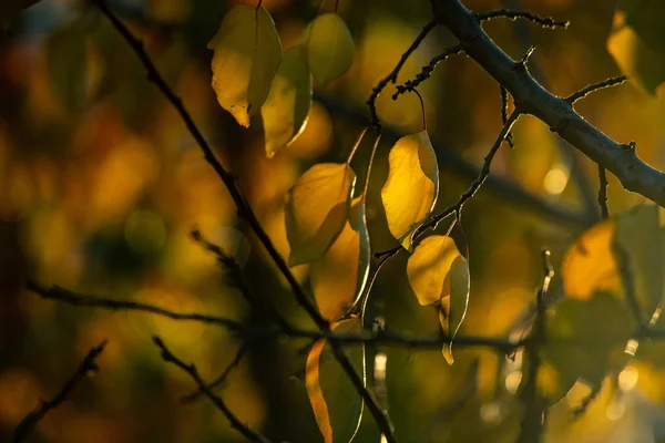 Pěkná Žlutá Oranžová Červená Listí Příroda Pozadí Abstraktní Makro Zavřít — Stock fotografie