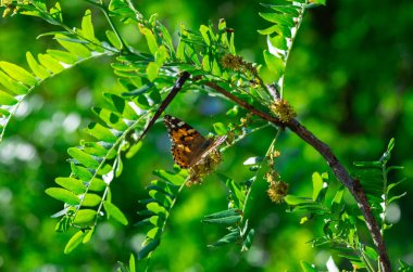 Vanessa cardui kelebek mor çiçeklerle makro böcek doğası yazı bitirir