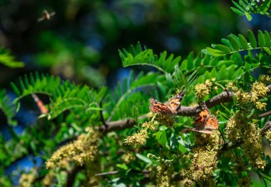 Vanessa cardui kelebek renk yaz çiçekler Doğa