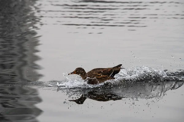 Fina Vårfåglar Ankor Sjövatten Med Reflektioner Soligt Kvällsljus Vilt Liv — Stockfoto