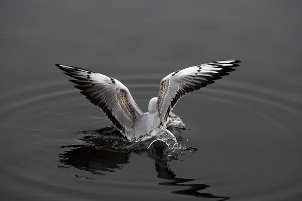 Seagull Flyga Vatten Våren Natur Sjöfåglar Moln Dag Ljusreflektion — Stockfoto