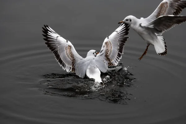 Чайка Літає Вода Весна Природа Озеро Птахи Хмара День Світло — стокове фото